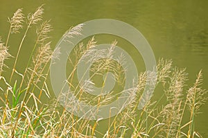 Bluejoint Reedgrass Growing by the River