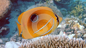 Bluelashed butterflyfish, Athuruga, Maldives