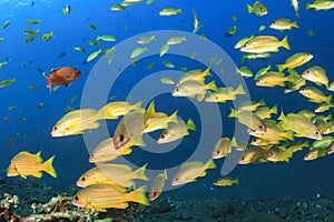 Bluelined Snapper fish