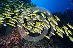 Bluelined snappers photo