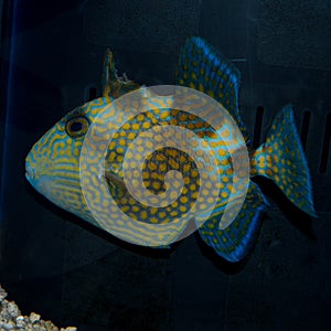Bluelined Triggerfish Pseudobalistes fuscus