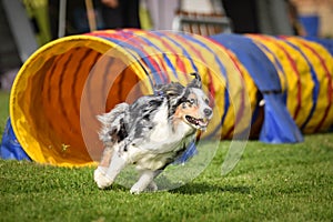 Bluemerle australian shepherd in agility tunel on Ratenice competition.