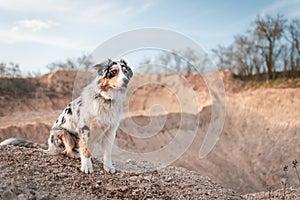 Bluemerle australian shepherd dog standing on a rockgarden