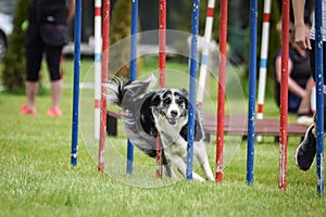 Bluemerle Border collie is running on czech agility competition slalom.
