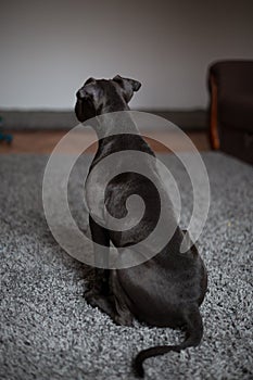 Bluenose pitbull looking at his owner