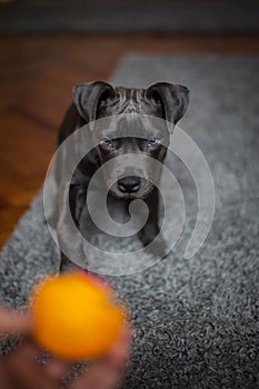 Bluenose pitbull looking at his toy