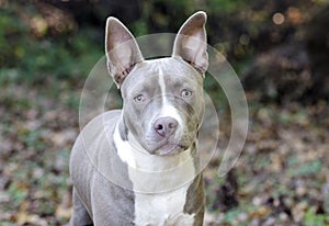Bluenose Pitbull Terrier mixed breed puppy dog