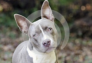 Bluenose Pitbull Terrier mixed breed puppy dog