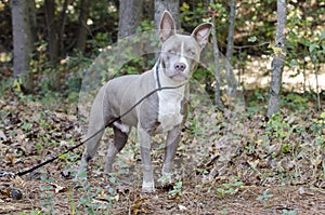 Bluenose Pitbull Terrier mixed breed puppy dog