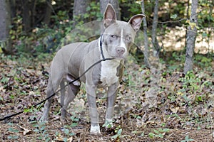 Bluenose Pitbull Terrier mixed breed puppy dog