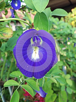 Bluepea flower