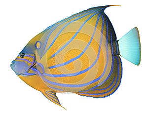 Bluering Angelfish