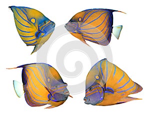 Bluering Angelfish