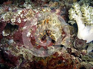 Bluering Octopus (Hapalochlaena Lunulata) in the filipino sea 2.1.2019