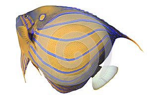 Blueringed Angelfish