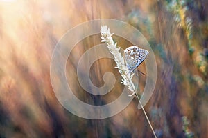 blues butterfly in the grass