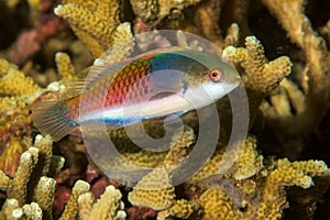 bluesided fairy wrasse fish