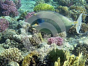 Bluespine unecornfish swims past a scenic reef 2354