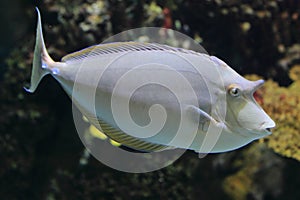 Bluespine unicornfish