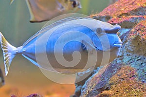 Bluespine unicornfish