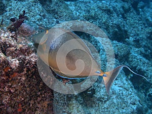 Bluespine unicornfish