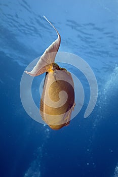 Bluespine unicornfish (naso unicornis)