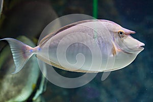 Bluespine unicornfish (Naso unicornis).