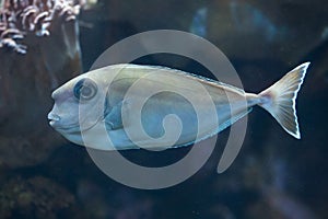 Bluespine unicornfish (Naso unicornis).