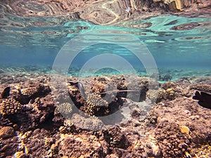 Bluespotted cornet fish, smooth cornet fish or smooth flutemouth at coral reef