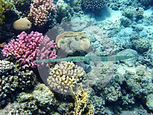 Bluespotted cornetfish