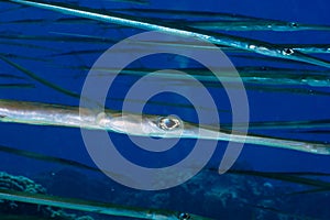 Bluespotted cornetfish