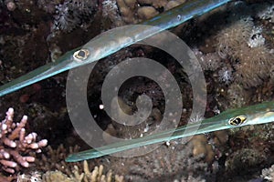 Bluespotted Cornetfish Fistularia commersonii