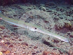 Bluespotted Cornetfish Fistularia commersonii in the Red Sea