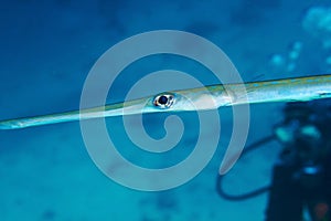 Bluespotted cornetfish