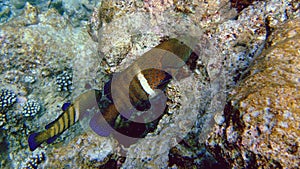 Bluespotted grouper, Athuruga, Maldives