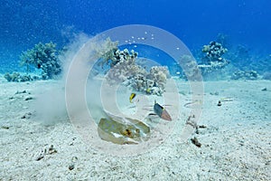 Bluespotted Ray Feeding with Goatfish and Wrasse in Red Sea Sand