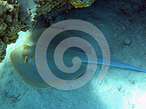 Bluespotted ribbontail ray