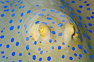 Bluespotted ribbontail ray
