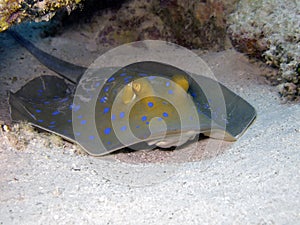 Bluespotted ribbontail ray