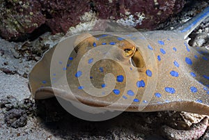 Bluespotted ribbontail ray