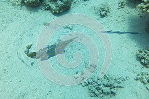 Bluespotted Ribbontail Ray lies partially buried in fine sand at the bottom of the Red Sea. Taeniura Lymma with bright blue spots