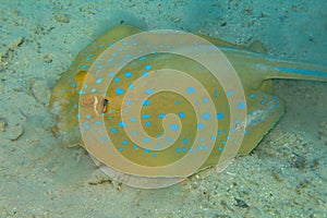 A Bluespotted Ribbontail Ray on the sandy seabed. Underwater animal on sand. Taeniura Lymma swirling sand at the bottom to hide in
