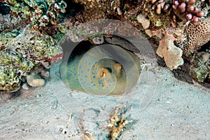 The bluespotted ribbontail ray Taeniura lymma