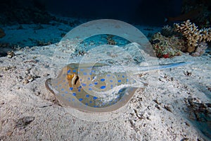 The bluespotted ribbontail ray Taeniura lymma