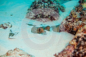 The bluespotted ribbontail ray Taeniura lymma