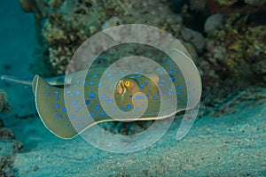 The bluespotted ribbontail ray Taeniura lymma