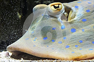 Bluespotted Ribbontail Ray at Vancouver Aquarium