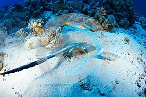 Bluespotted stingray