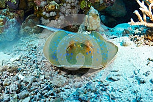 Bluespotted stingray