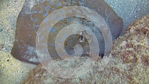 Bluespotted Stingray Blue Spotted Ray Or Blue Dot Stingray Close Up Of Yellow Eyes